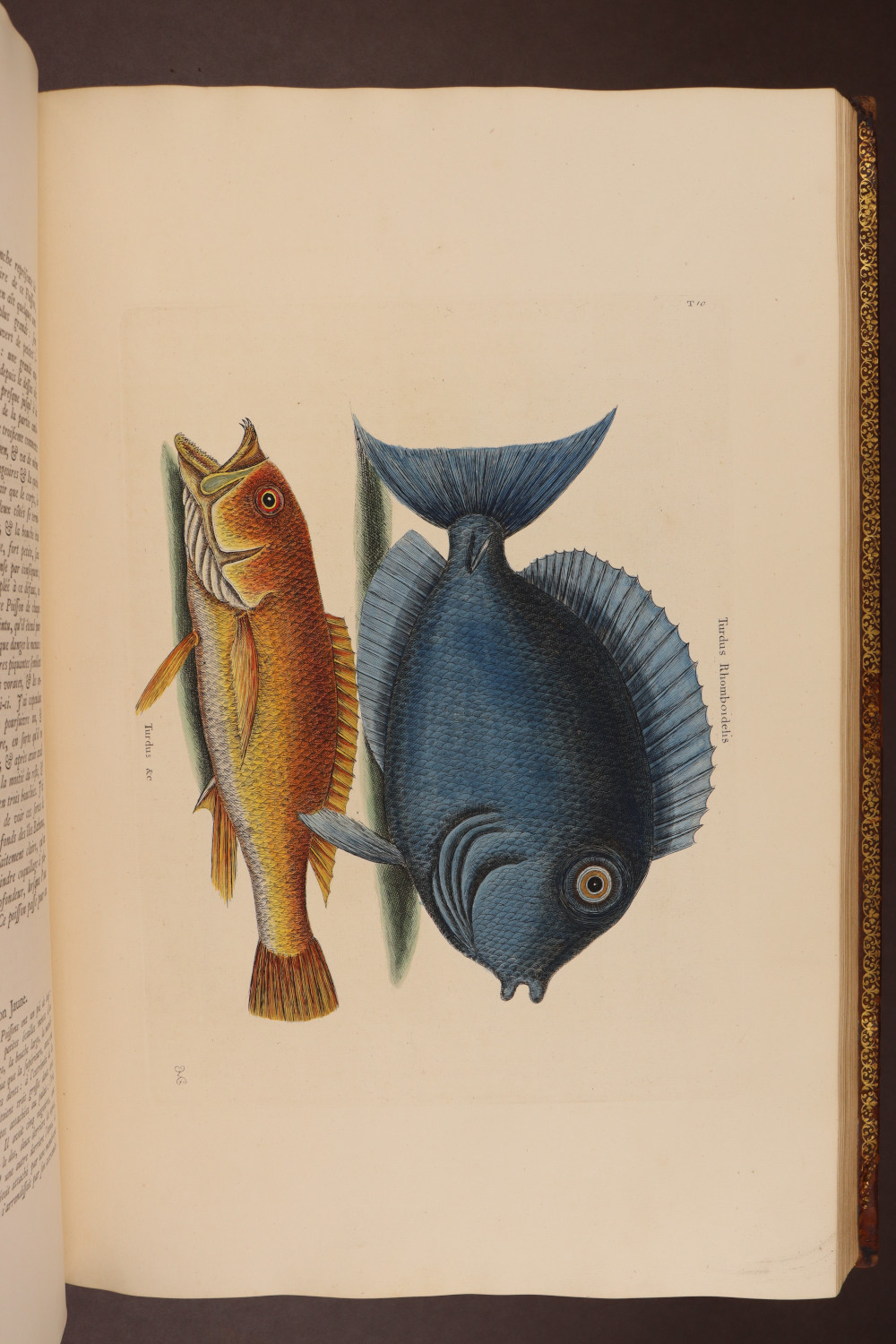 Plate 10